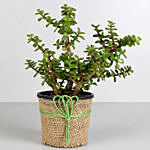 Jade Plant with Ferrero Rocher