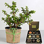 Jade Plant with Happy Birthday Chocolate