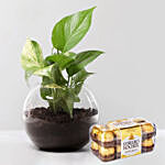 Money Plant with Ferrero Rocher