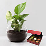 Money Plant with No Sugar Chocolate