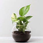 Money Plant with No Sugar Chocolate