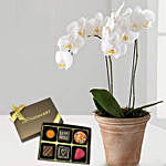 Phalaenopsis Orchid Plant with Artistic Birthday Chocolate