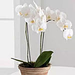 Phalaenopsis Orchid Plant with Artistic Birthday Chocolate