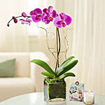 Purple Orchid with Ferrero Rocher