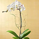 White Orchid Plant with No Sugar Chocolate