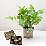 Green Money Plant with Artistic Birthday Chocolate