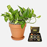 Golden Pothos Plant with Happy Birthday Chocolate