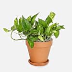Golden Pothos Plant with Happy Birthday Chocolate