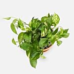 Golden Pothos Plant with Happy Birthday Chocolate