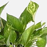 Golden Pothos Plant with Happy Birthday Chocolate