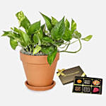 Golden Pothos with Artistic Birthday Plant