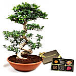 Lovely Bonsai Plant with Artistic Birthday Chocolate