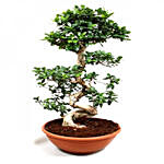 Lovely Bonsai Plant with Artistic Birthday Chocolate