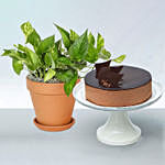 Crunchy Chocolate Cake with Golden Pothos