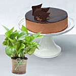 Crunchy Chocolate Cake with Green Money Plant