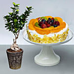 Fruit Cake with Ficus Bonsai Plant