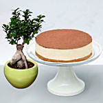 Irresistible Tiramisu Cake with Bonsai Plant