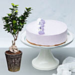 Lavender Cake with Ficus Bonsai Plant