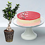 Lychee Cake with Ficus Bonsai Plant