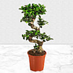 Mango Cake with Enchanting Bonsai Plant