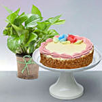 Mini Cheese Cake with Green Money Plant
