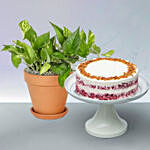 Peanut Butter Cake with Golden Pothos