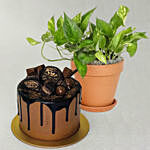 The Top Cake with Golden Pothos