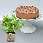 Truffle Cake with Green Money Plant