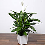 Attractive Peace Lily Plant