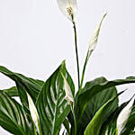 Attractive Peace Lily Plant