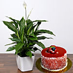 Attractive Peace Lily Plant with Cake