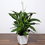 Attractive Peace Lily Plant with Cake