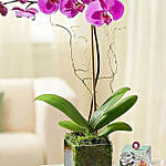Sweet Purple Orchid Plant In Glass Vase