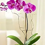 Sweet Purple Orchid Plant In Glass Vase