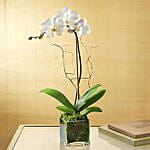 Handcrafted Solid Buddha Decorative Showpiece With Orchid Plant
