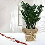 Zamia Plant With Designer Shell Rakhi