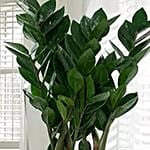Zamia Plant With Designer Shell Rakhi