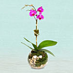 Double Egg Yolk Bakeskin Mooncake With Mini Purple Orchid Plant