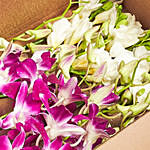 Delightful Orchids Freesia Box