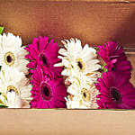 Ravishing Mixed Gerberas Box