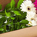 Ravishing Mixed Gerberas Box