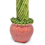 Cylindrical Lucky Bamboo Plant