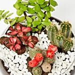 Jade With Fittonia Cactus Plant In Small Fish Bowl