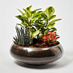 Fittonia With Peperomia Haworthia In Platter Planter