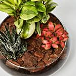 Fittonia With Peperomia Haworthia In Platter Planter