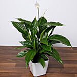 Peace Lily Plant In White Pot