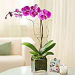 Pleasant Purple Orchid Plant