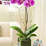 Pleasant Purple Orchid Plant