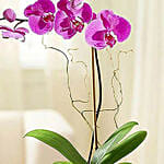 Pleasant Purple Orchid Plant