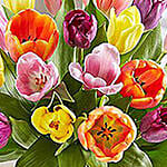20 Multicolored Tulips In Glass Vase